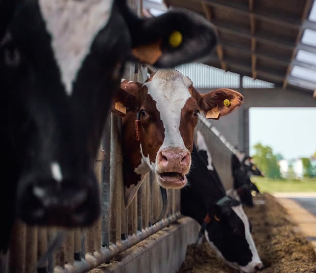 Proprietate agricolă în județul Arad cu seră modernă