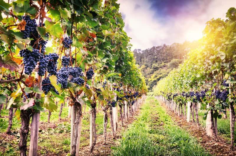 Producători de vin în vie, echipamente moderne și tehnologii digitale