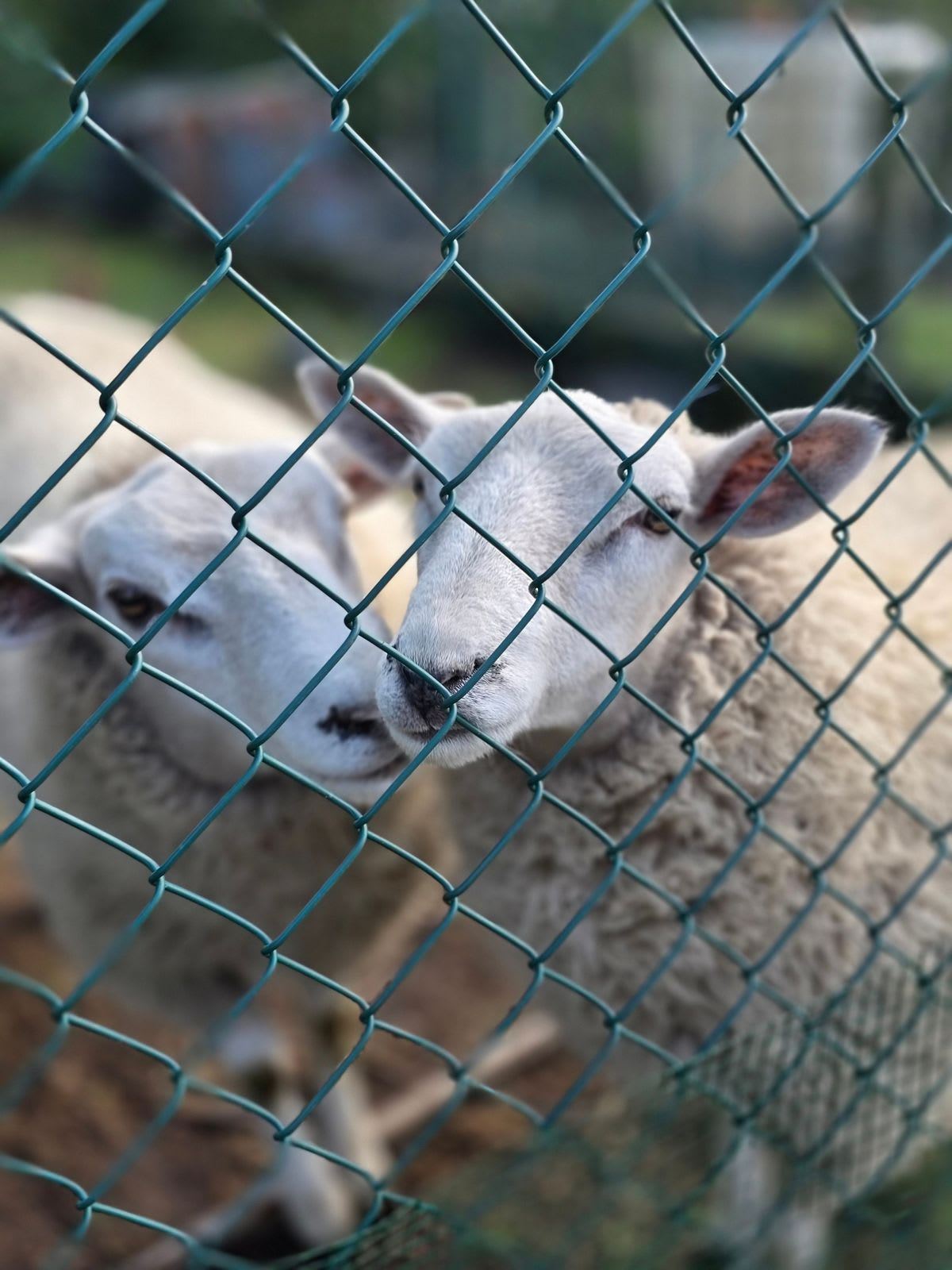 Echipă de medici veterinari controlează exploatații de ovine în Brăila
