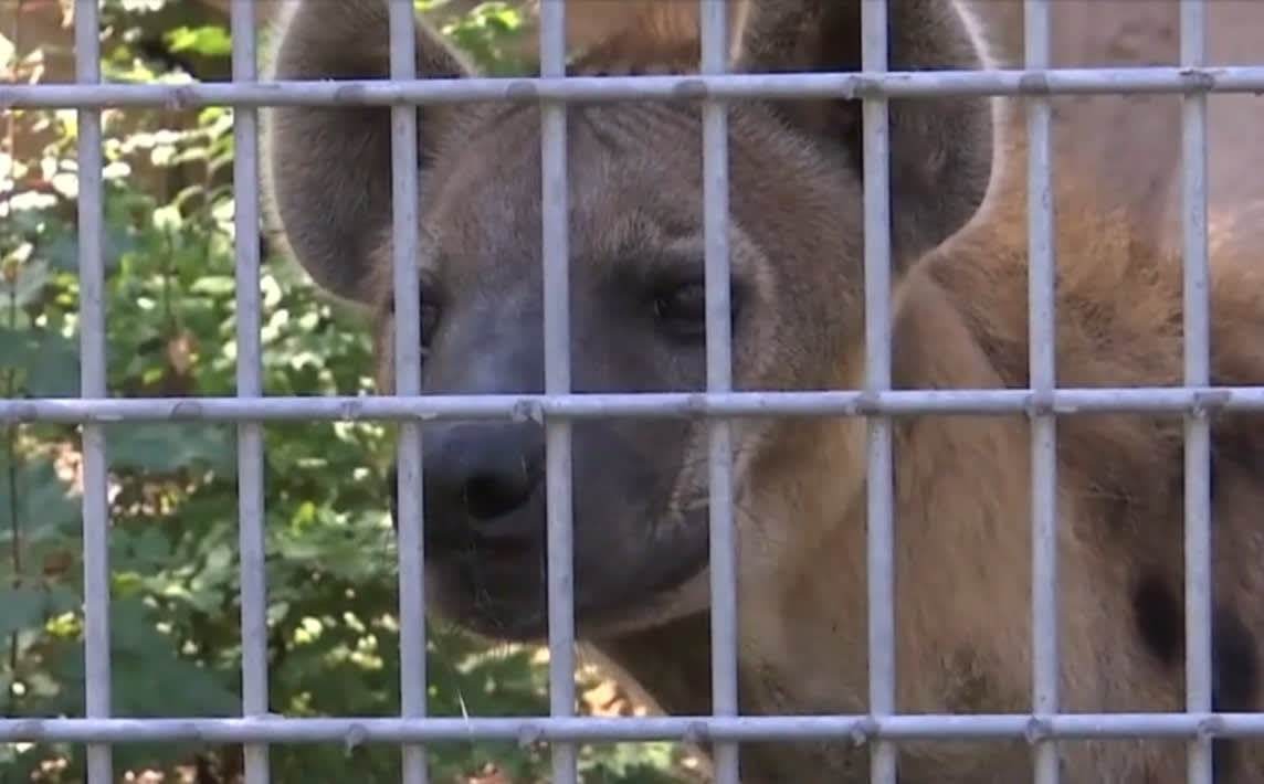 Temba și Lock, noile vedete de la Zoo Brașov. Hienele pătate au atras turiștii