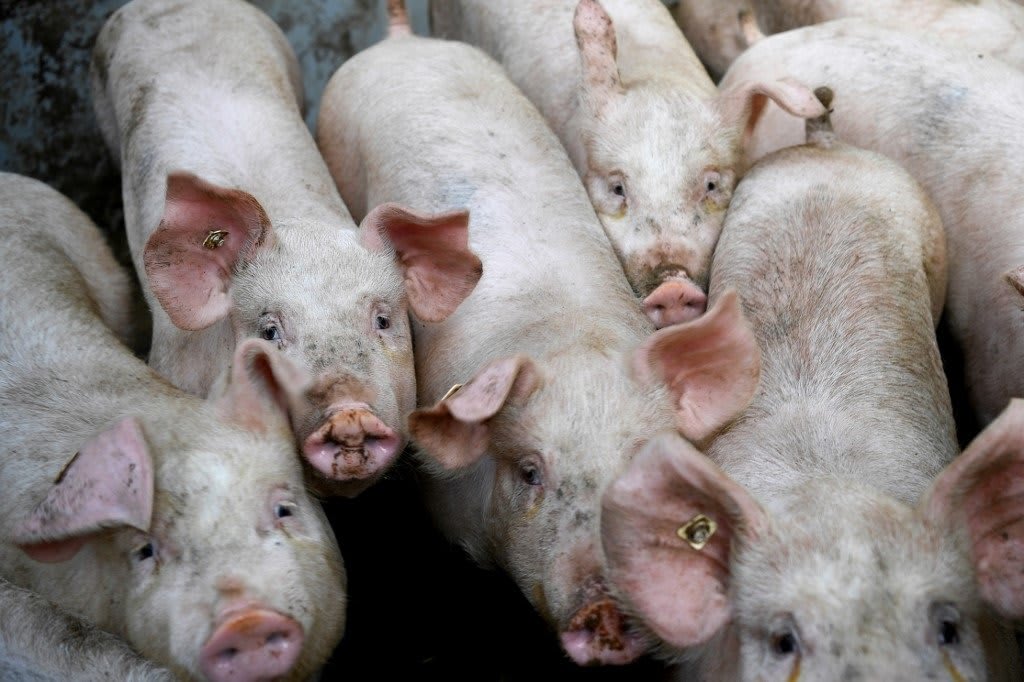 porci sacrificați în județul Buzău, măsuri sanitare porci sacrificați în județul Buzău, măsuri sanitare