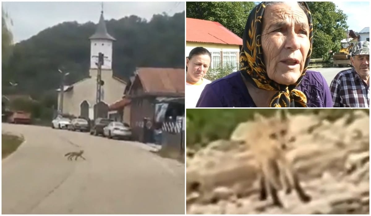 vulpă în sat, gospodării distruse, oameni speriați