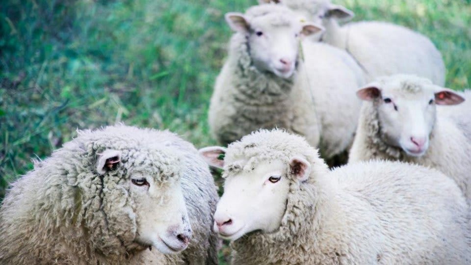 ovine sacrificate în județul Buzău, măsuri sanitare ovine sacrificate în județul Buzău, măsuri sanitare