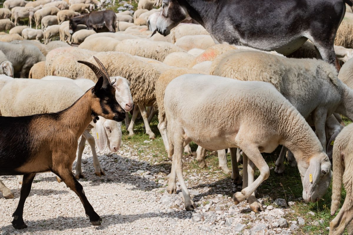 crescători de ovine și caprine în teren crescători de ovine și caprine în teren