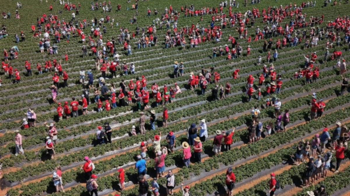 Un număr record de 1.522 de oameni au cules căpșune în Australia în doar 5 minute