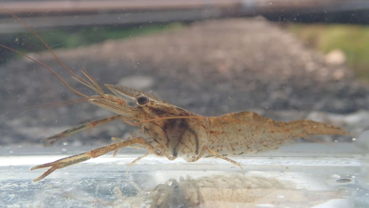Cercetători din Galați au reprodus în laborator crevetele asiatic din Dunăre