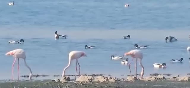 Păsări Flamingo au fost filmate pe malul lacului Techirghiol
