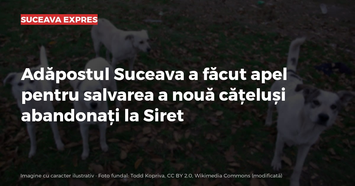 Adăpostul Suceava a făcut apel pentru salvarea a nouă cățeluși abandonați la Siret