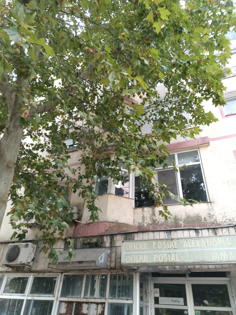 copac cu crengi lungi lângă bloc în Alexandria