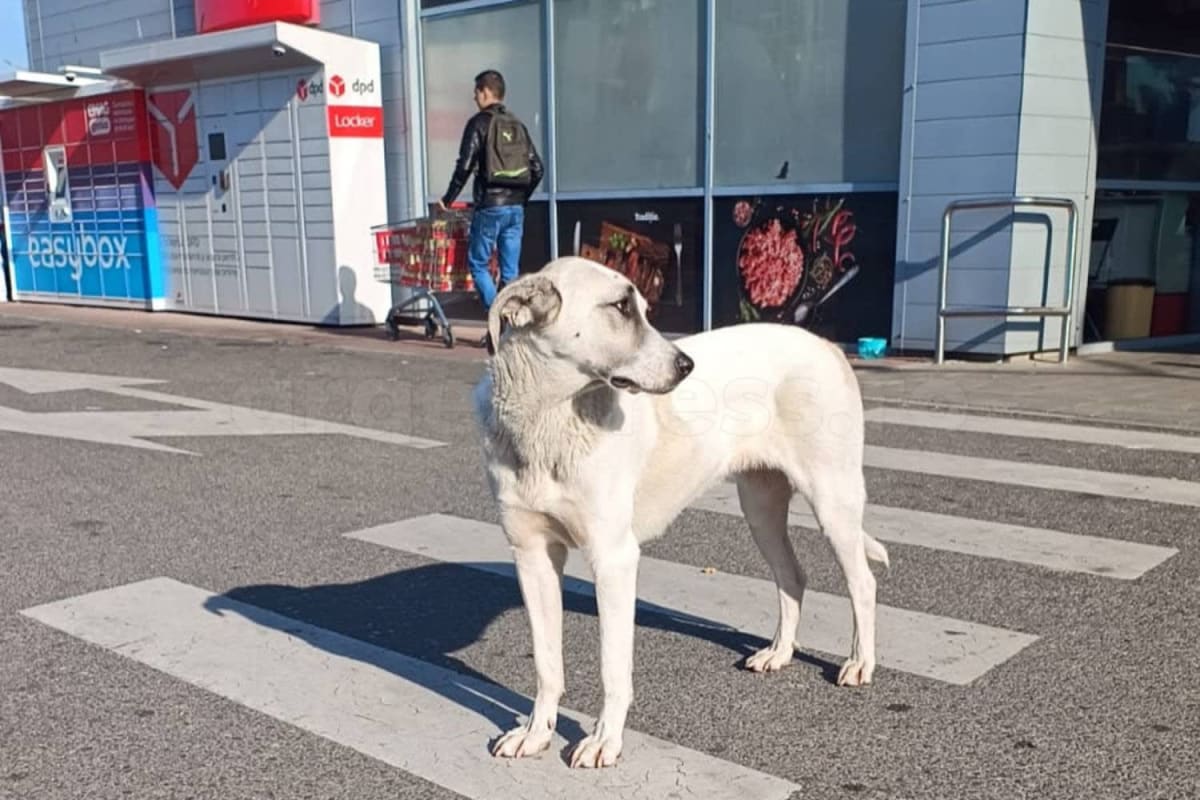 Cățelușă așteptând în parcarea Penny din Găvana