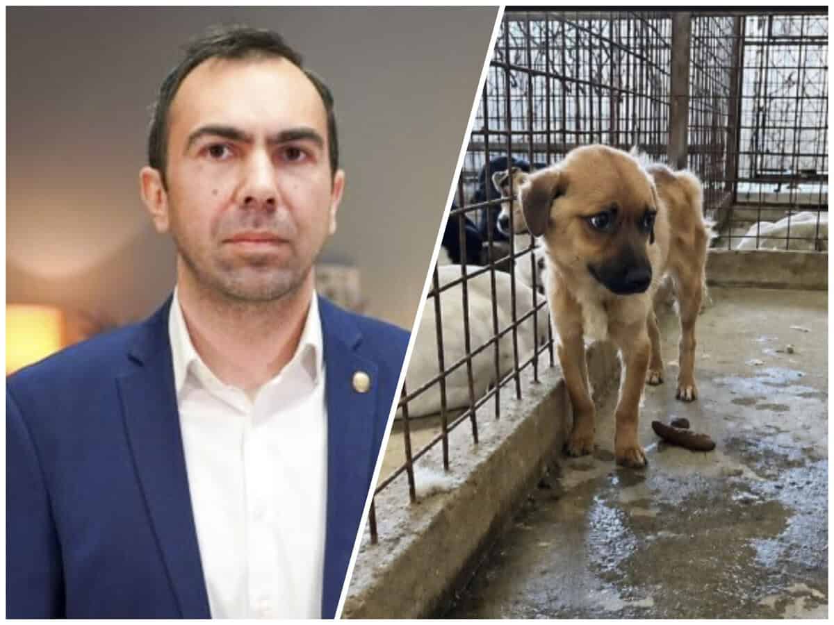 Prefectul Eugen Terente discutând despre adăpostul de câini Prefectul Eugen Terente discutând despre adăpostul de câini