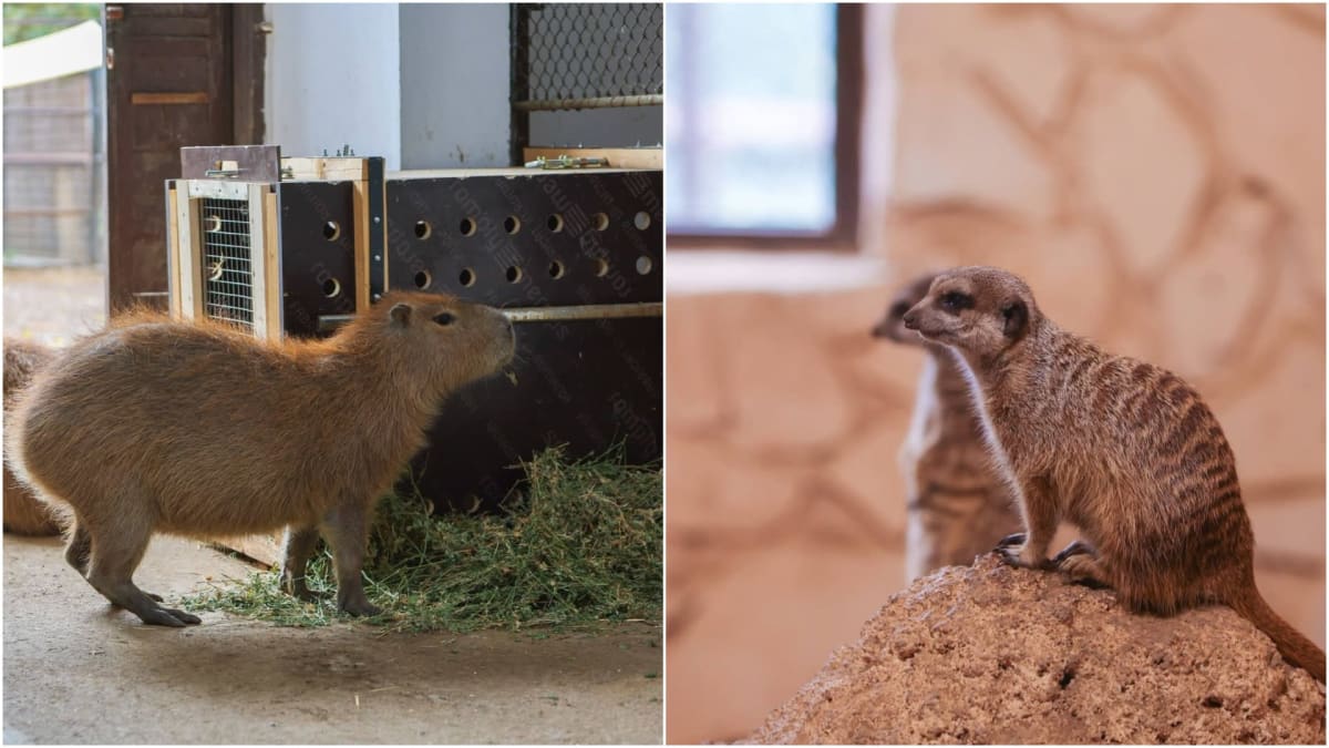 Pui de capibara și cangur la Zoo București Pui de capibara și cangur la Zoo București