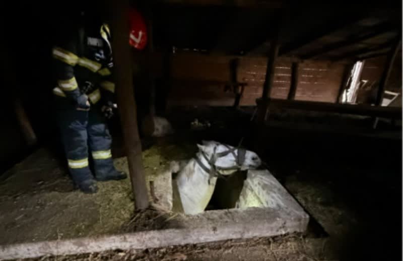 Pompierii din Dorohoi au salvat un cal căzut într-un beci adânc la Slobozia, Broscăuți