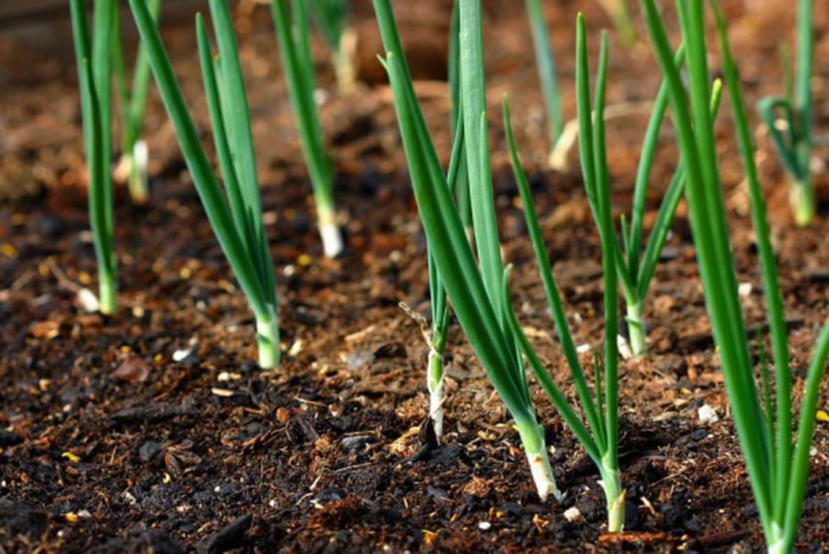 Agricultori aplicând tratamente pe cultura de ceapă în Sălaj