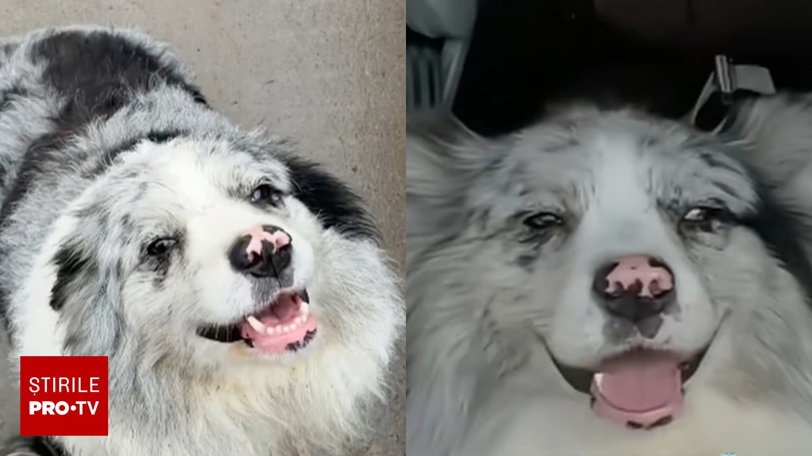 Border Collie în videoclipuri TikTok, animal răpit și sacrificat în China
