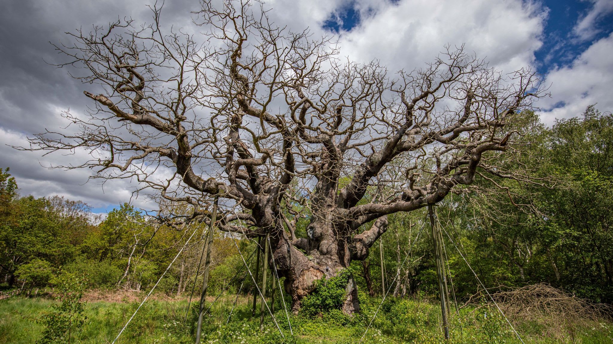 Stejarul Major din pădurea Sherwood, simbolul legendei lui Robin Hood, în declin
