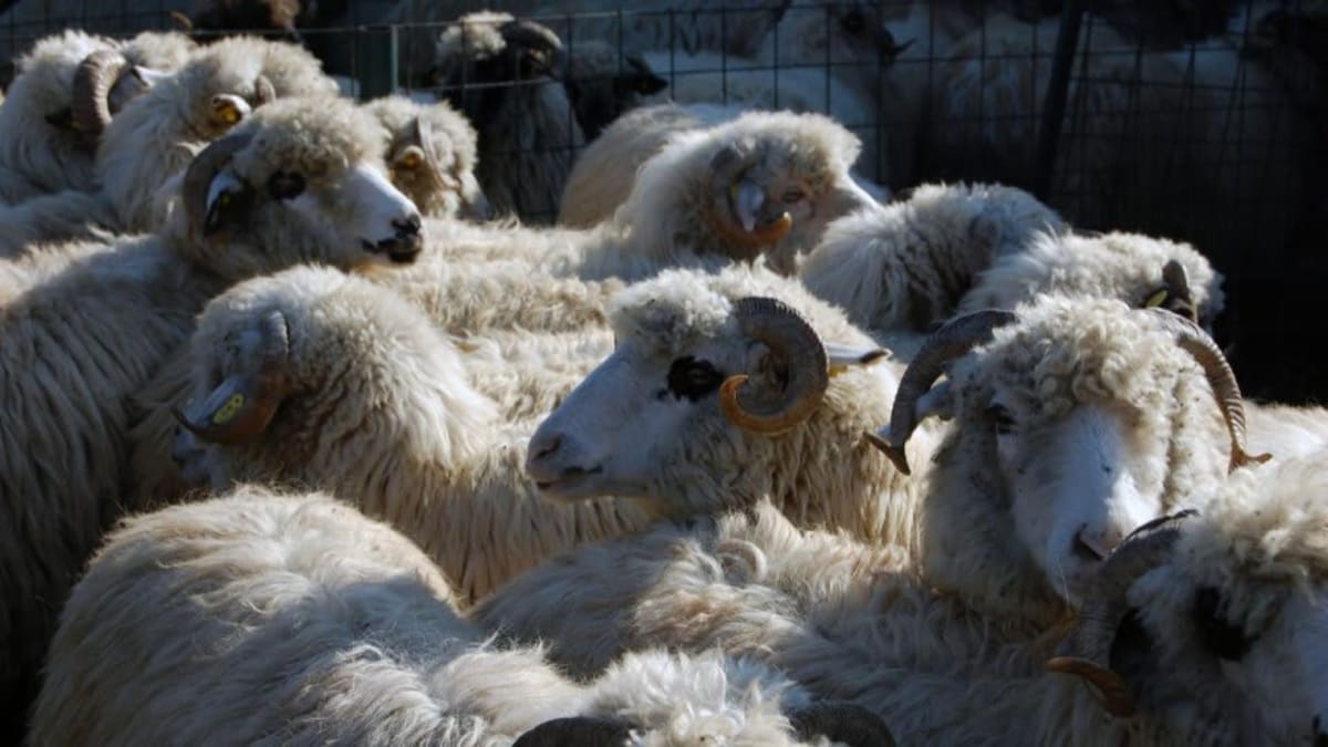 Animale rumegătoare în pășune cu măsuri de biosecuritate