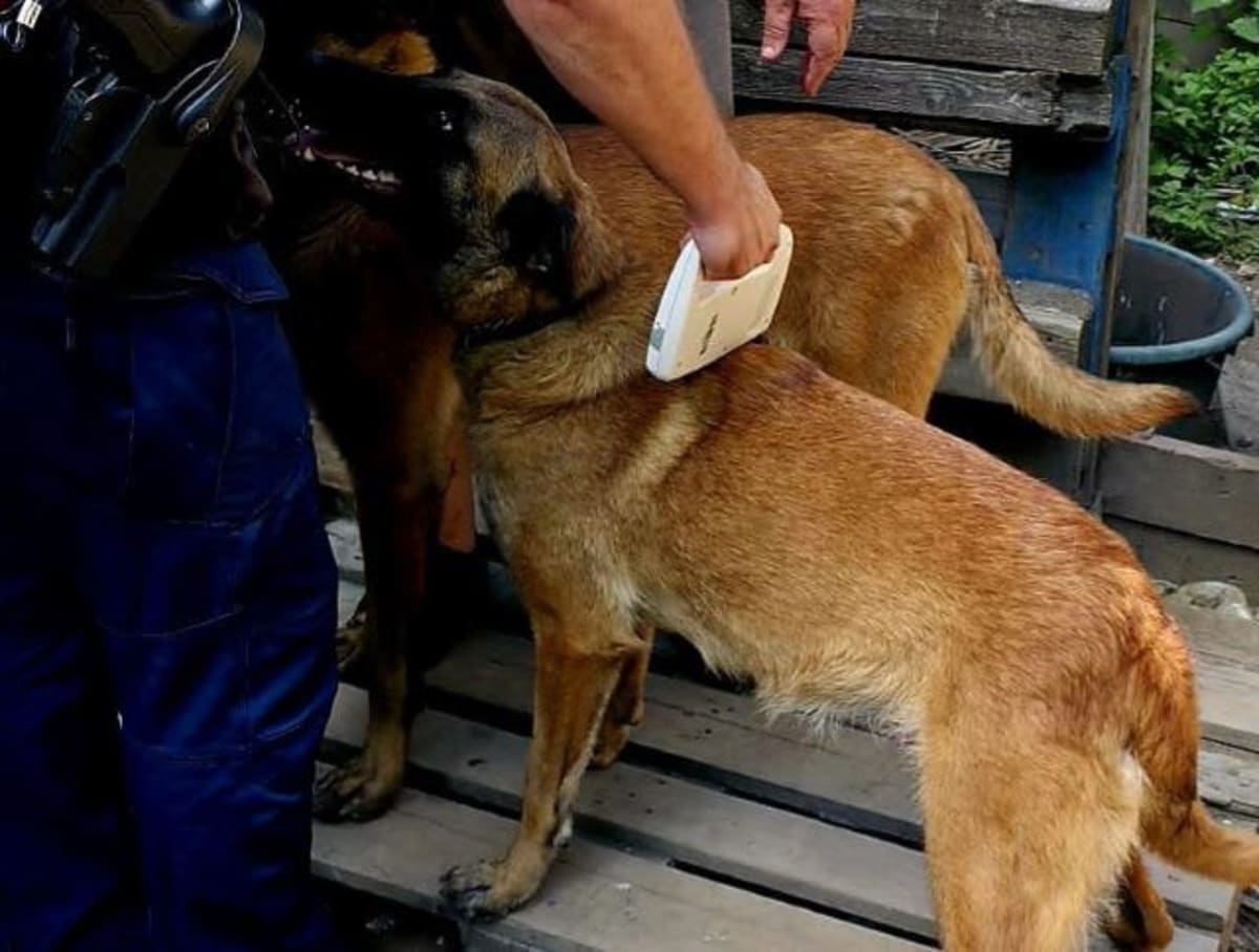 Câine Malinois în acțiune, polițiști și animal de companie
