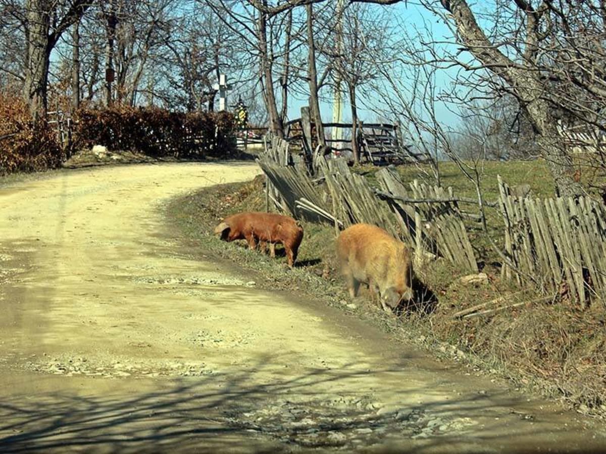 Porci în fermă, semne de boală, virus peste porcine africane