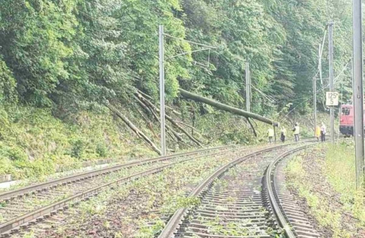 Copac căzut pe șinele de tren între Predeal și Timișu de Sus