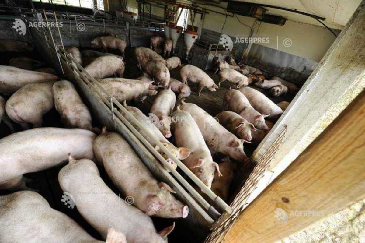 animale sacrificate în județul Buzău din cauza pestei porcine africane
