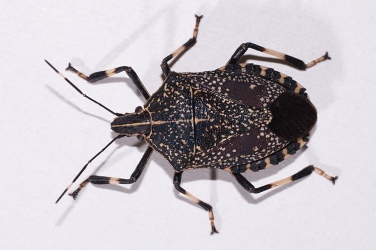 Insectă Erthesina fullo pe frunză, culoare închisă cu pete galbene