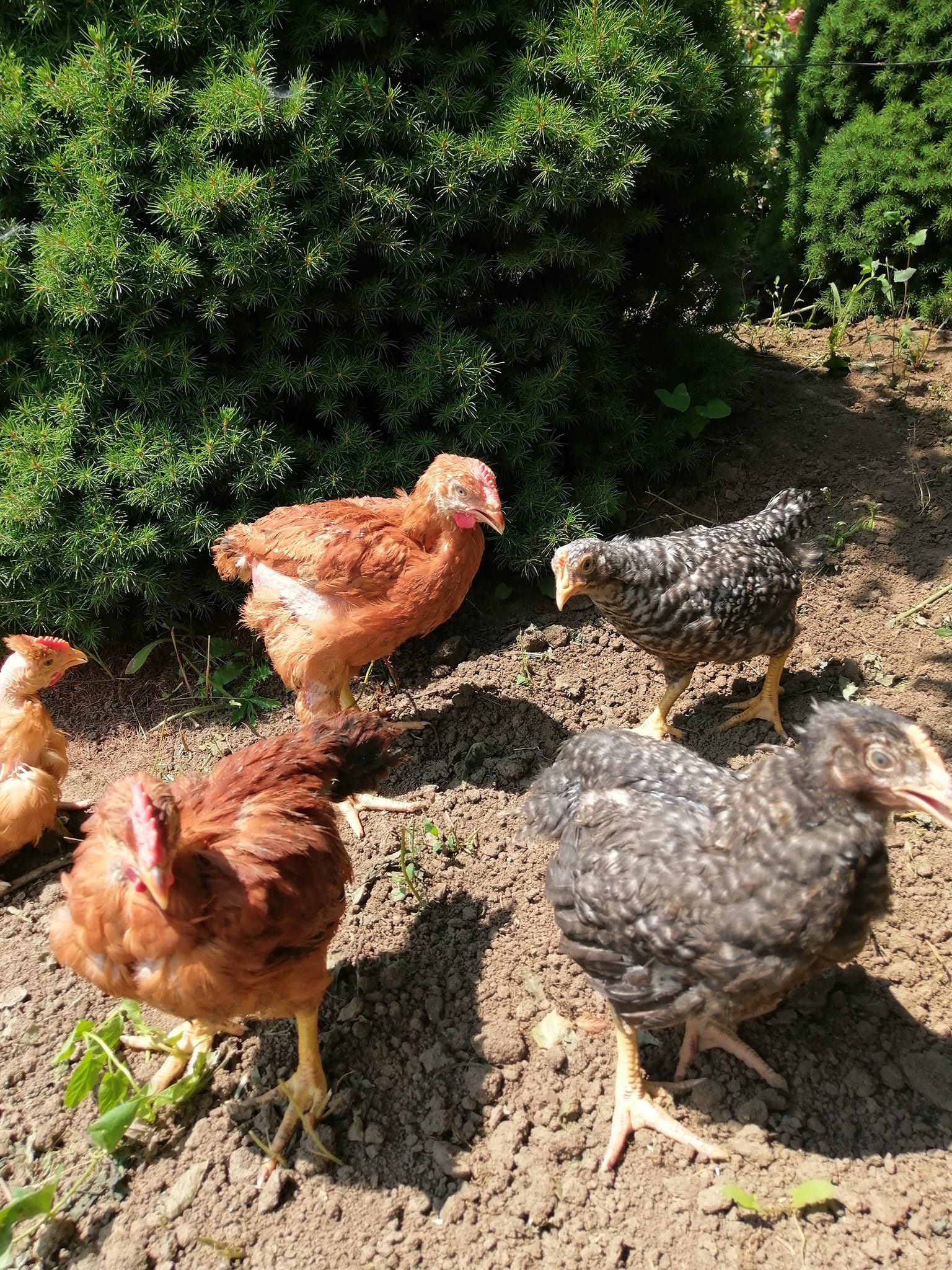 Descoperă Adevărata Proveniență a Gustului Autentic: Puiul de Rasă Mixtă Kabir Roșu Porumbac de la Ferma de pui Necșanu Romică Descoperă Adevărata Proveniență a Gustului Autentic: Puiul de Rasă Mixtă Kabir Roșu Porumbac de la Ferma de pui Necșanu Romică