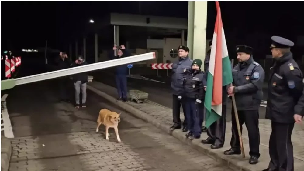 România intră în Schengen, dar primul care a trecut granița a fost... un câine din Ungaria! România intră în Schengen, dar primul care a trecut granița a fost... un câine din Ungaria!
