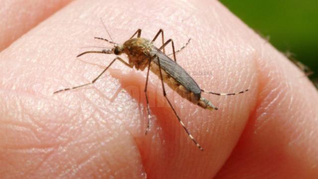 Virusul West Nile face ravagii în Suceava. Un bărbat a murit, alți doi sunt în stare gravă Virusul West Nile face ravagii în Suceava. Un bărbat a murit, alți doi sunt în stare gravă