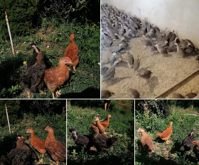 Fermă de pui Necșanu Romică: Producător Local din Răchiți, Botoșani - Pui RASĂ MIXTĂ și Bibilici Pichere Disponibile Acum Fermă de pui Necșanu Romică: Producător Local din Răchiți, Botoșani - Pui RASĂ MIXTĂ și Bibilici Pichere Disponibile Acum