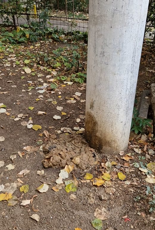 Angajații Angajații Nova Apa Serv aruncă dejectii pe unde apuca - Un pericol pentru sănătatea copiilor! Angajații Angajații Nova Apa Serv aruncă dejectii pe unde apuca - Un pericol pentru sănătatea copiilor!