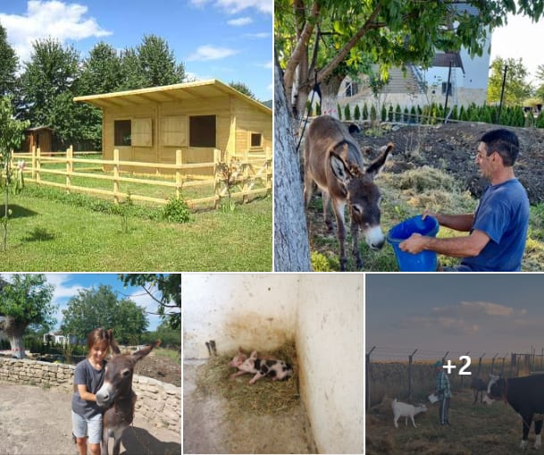 Asociația Happy și Casa Nicolae cere ajutorul pentru a construi un adapost pentru animale Asociația Happy și Casa Nicolae cere ajutorul pentru a construi un adapost pentru animale