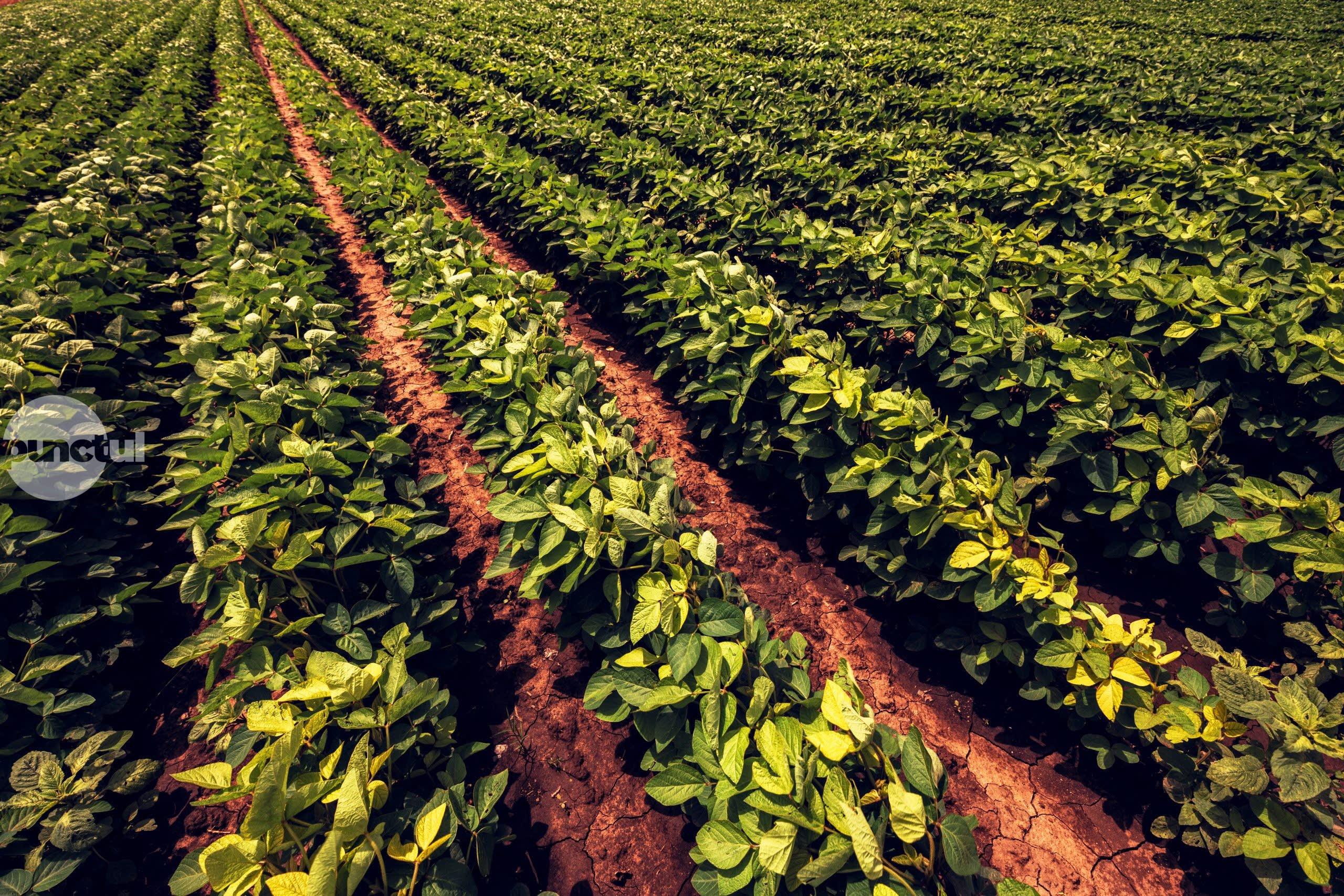 Fermieri români în câmp cultivând soia, utilaje agricole, peisaj rural românesc Fermieri români în câmp cultivând soia, utilaje agricole, peisaj rural românesc