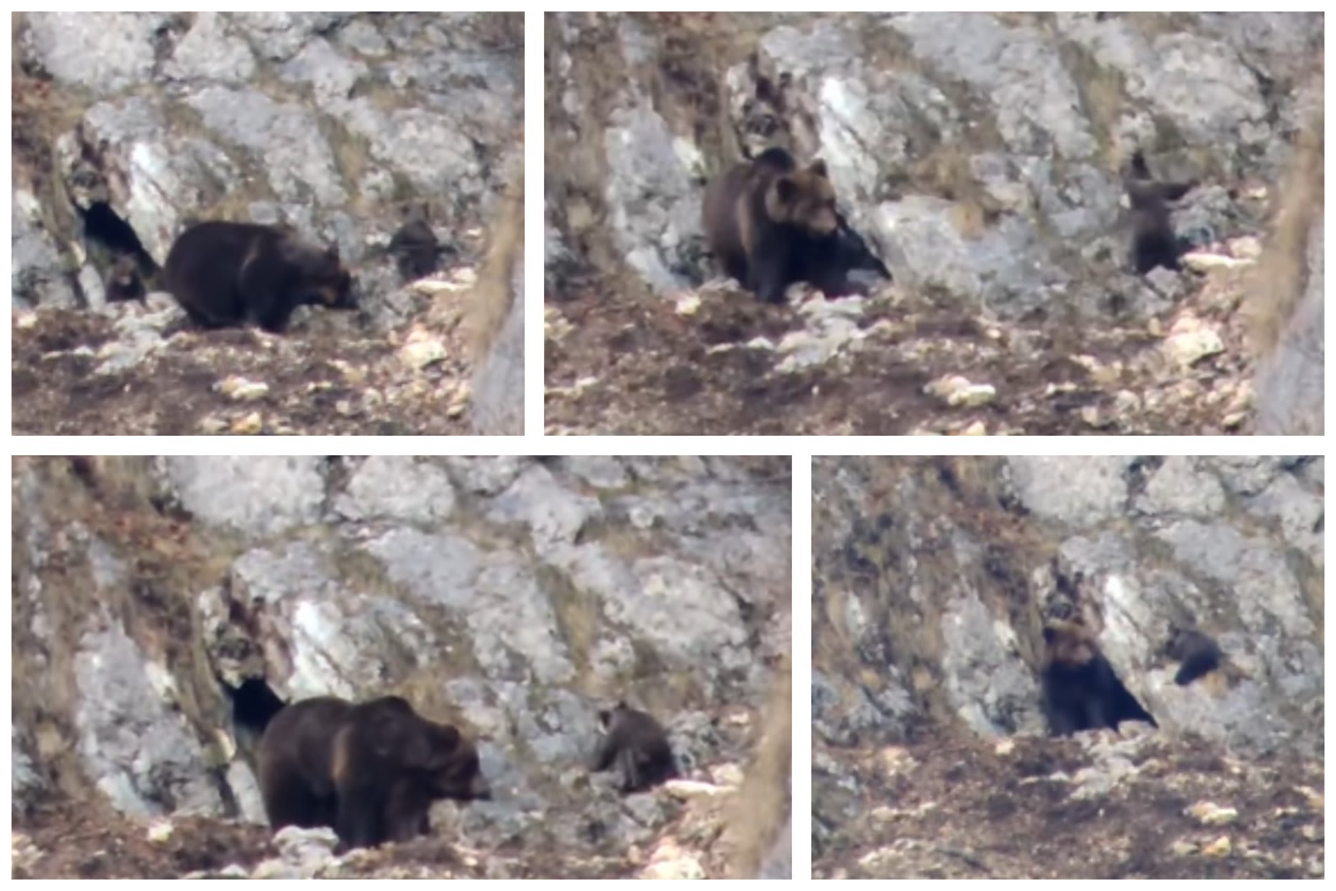 Scene rare la Cantonul Cheia: ursoaică și pui, după luni de hibernare