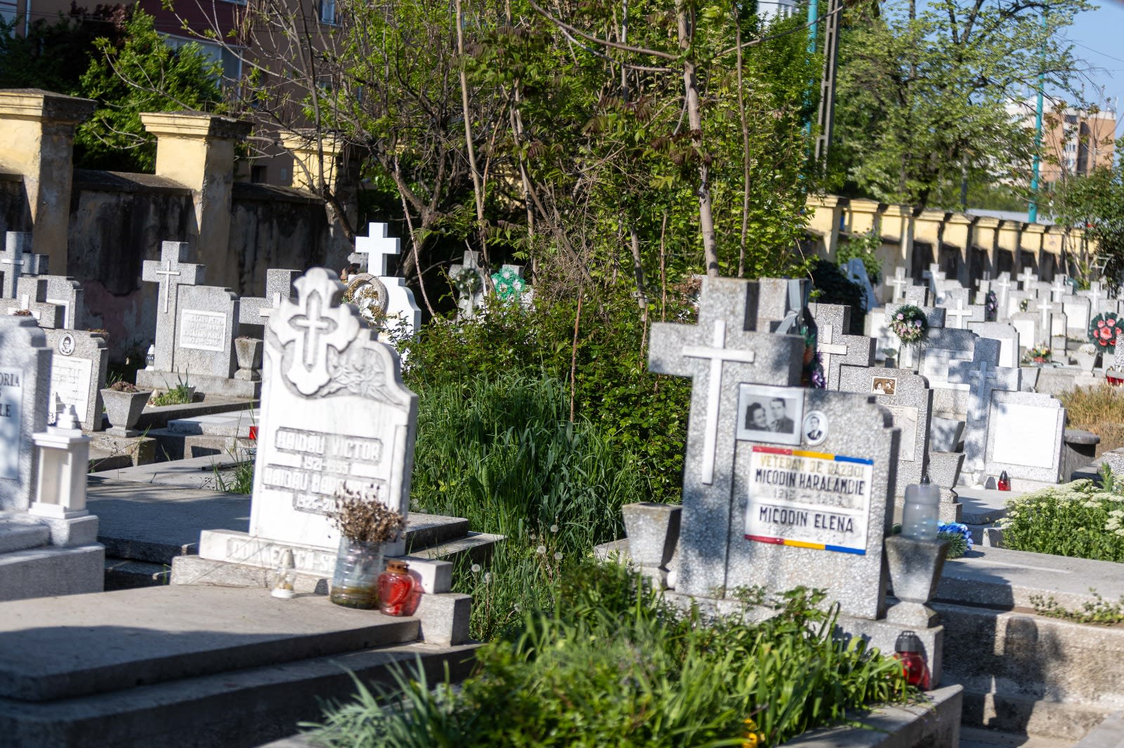 Imagini cu vegetație crescută peste morminte în Cimitirul Eroilor din Timișoara