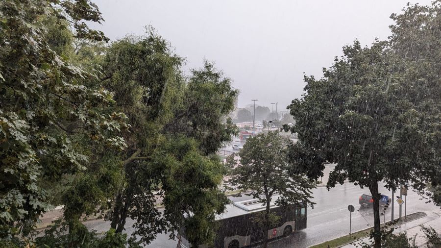 Vânt puternic peste Constanța, copaci și stâlpi în mișcare