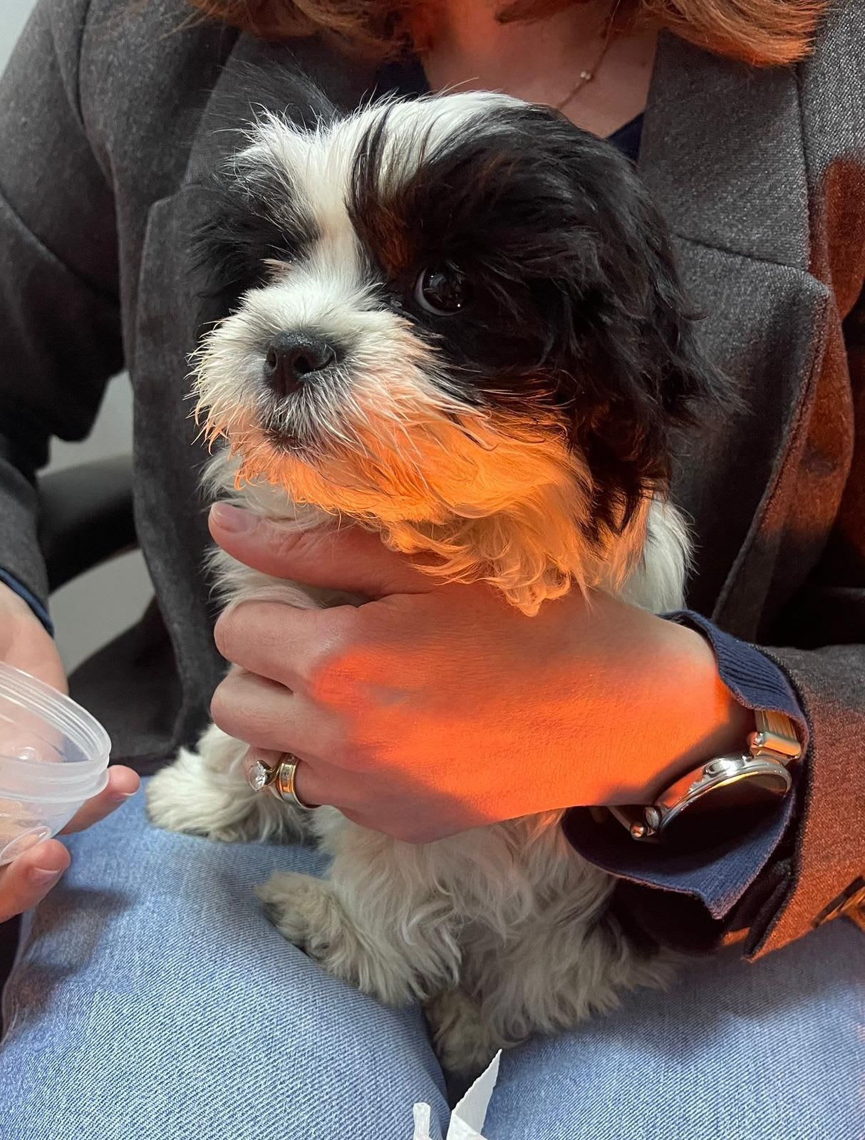 Poliția din Timiș a reținut un bărbat după ce a furat un pui de Shih Tzu pentru a-l dărui