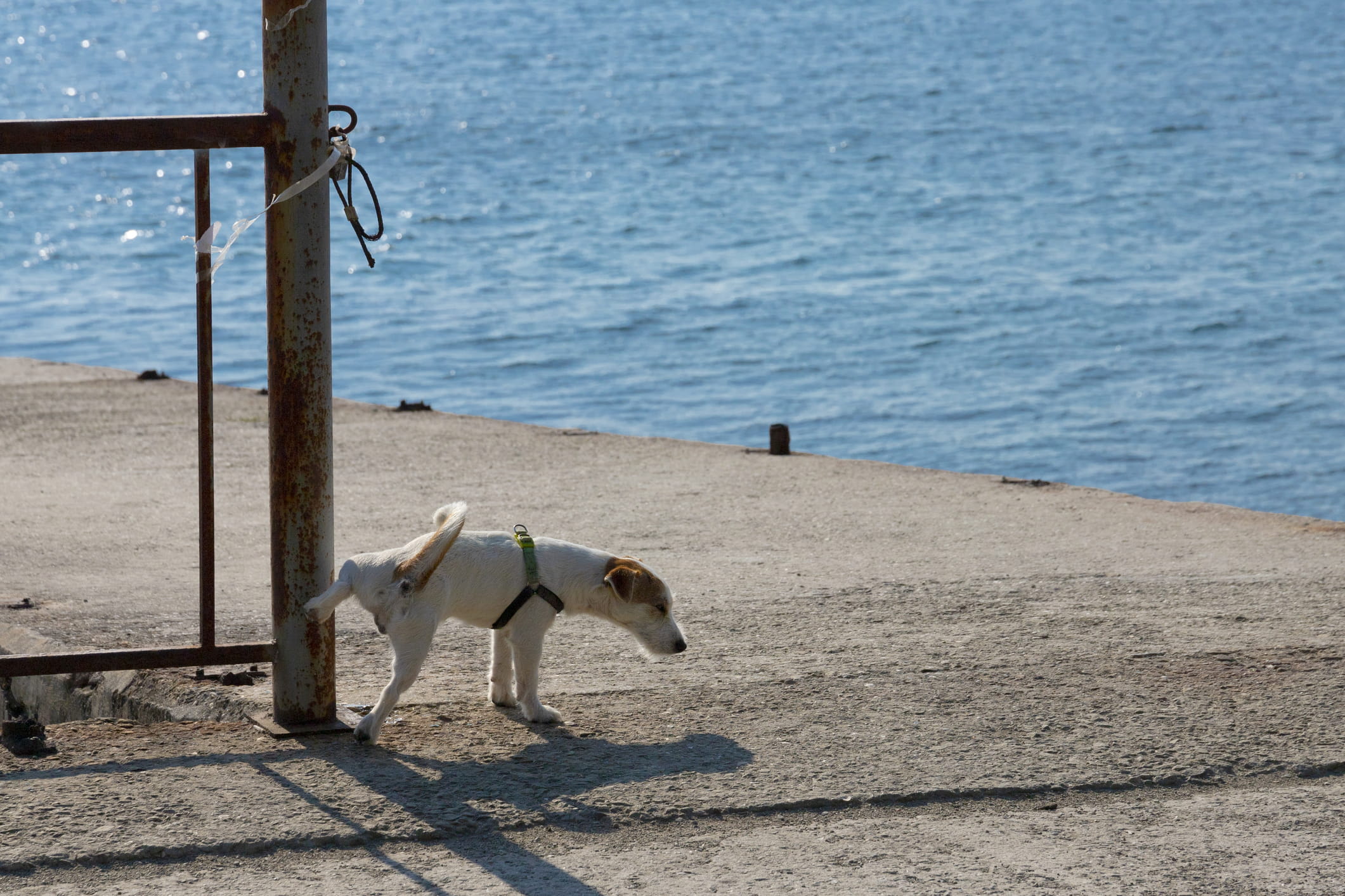 Câine își face nevoile în parc, foto: VadiFuoco / Dreamstime.com Câine își face nevoile în parc, foto: VadiFuoco / Dreamstime.com