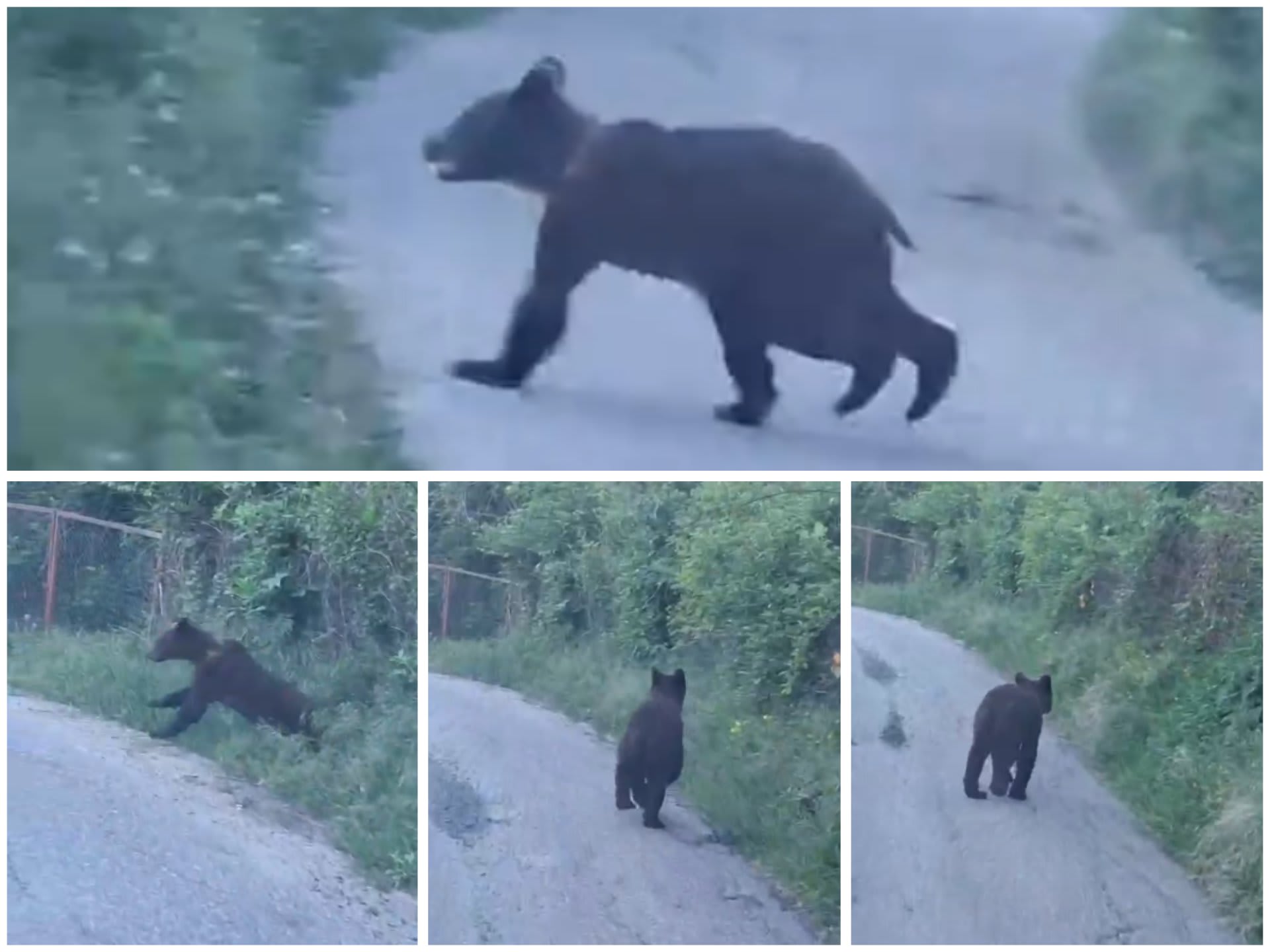 Urs semnalat pe o stradă din Dăești: jandarmii au intervenit de urgență
