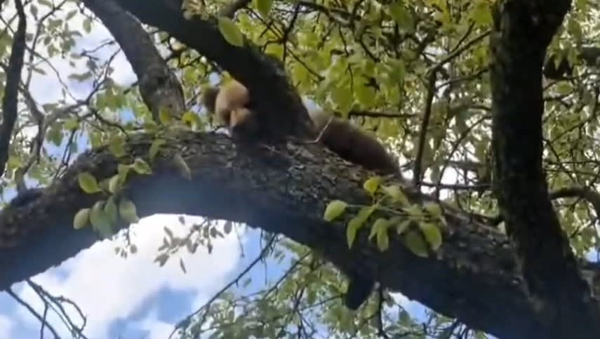 Jandarmi salvând un pui de urs dintr-un copac în Mureș