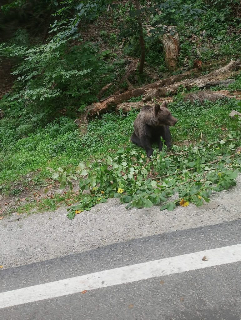 Turist bulgar, atacat de urs la Vidraru în al treilea incident grav din săptămână
