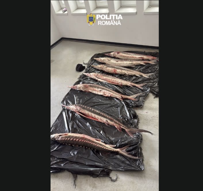 Polițiști din Tulcea verificând un autoturism în timpul unei acțiuni de combatere a braconajului piscicol