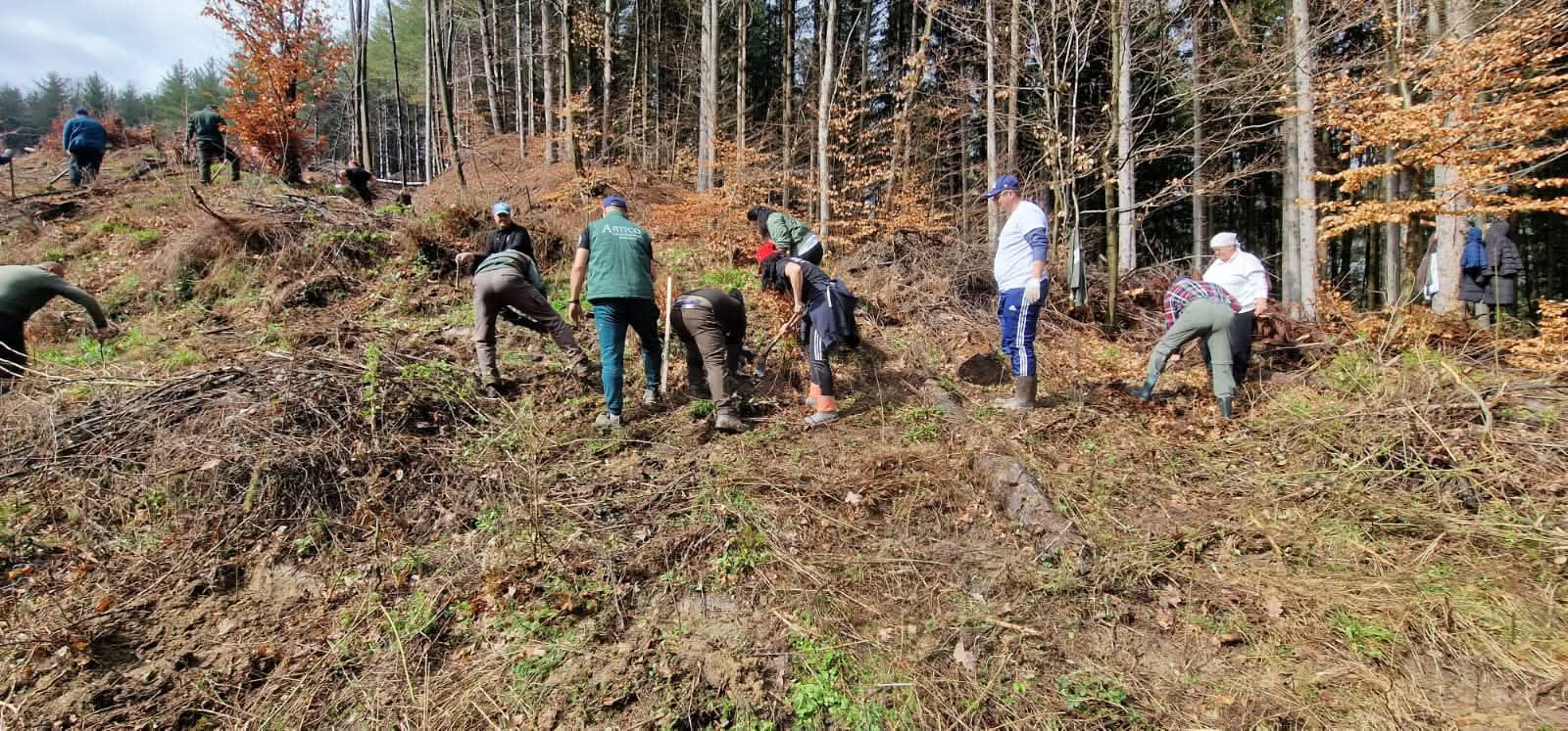 Plantare de puieți forestieri în județul Argeș, acțiune de împădurire Plantare de puieți forestieri în județul Argeș, acțiune de împădurire