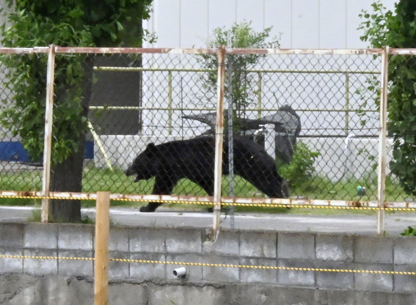 Urs de un metru în acțiune, atacând oameni în Fukushima Urs de un metru în acțiune, atacând oameni în Fukushima