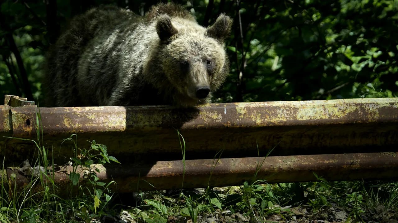 Bărbat de 37 de ani în momentul căderii la petrecere Bărbat de 37 de ani în momentul căderii la petrecere