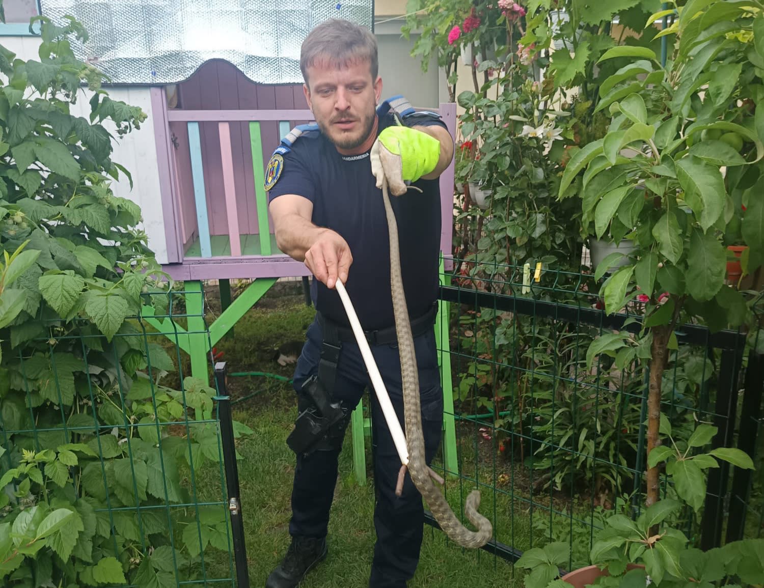 Jandarmi constănțeni capturând un șarpe într-o gospodărie