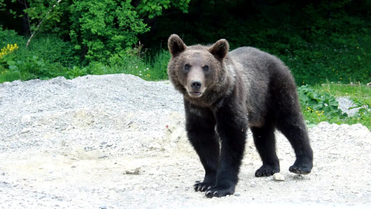 Urs în pădurea din județul Sibiu, alertă RO-Alert Urs în pădurea din județul Sibiu, alertă RO-Alert