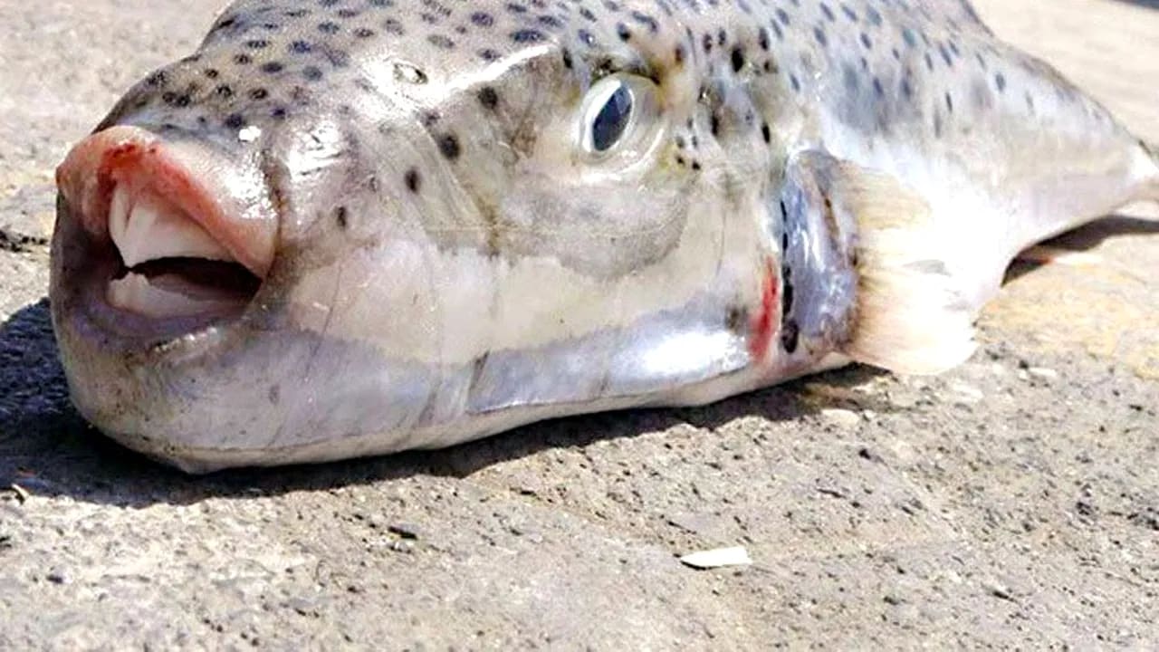 Pește Lagocephalus sceleratus în apă, coasta Greciei, alertă pentru turiști Pește Lagocephalus sceleratus în apă, coasta Greciei, alertă pentru turiști