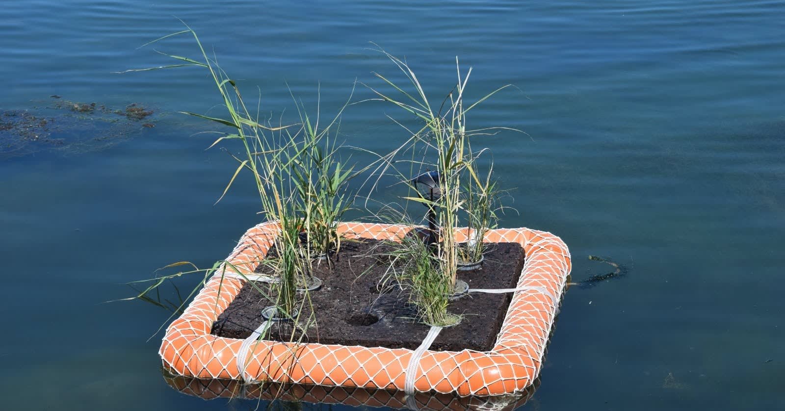 Insulă plutitoare cu plante acvatice în Portul Tomis din Constanța