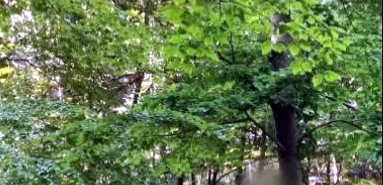 Persoană spânzurată în pădure, incident tragic în Brăila Persoană spânzurată în pădure, incident tragic în Brăila